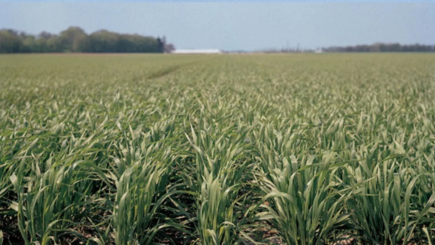 Promo Tools of Top 10 Tips for Winter Wheat Yields