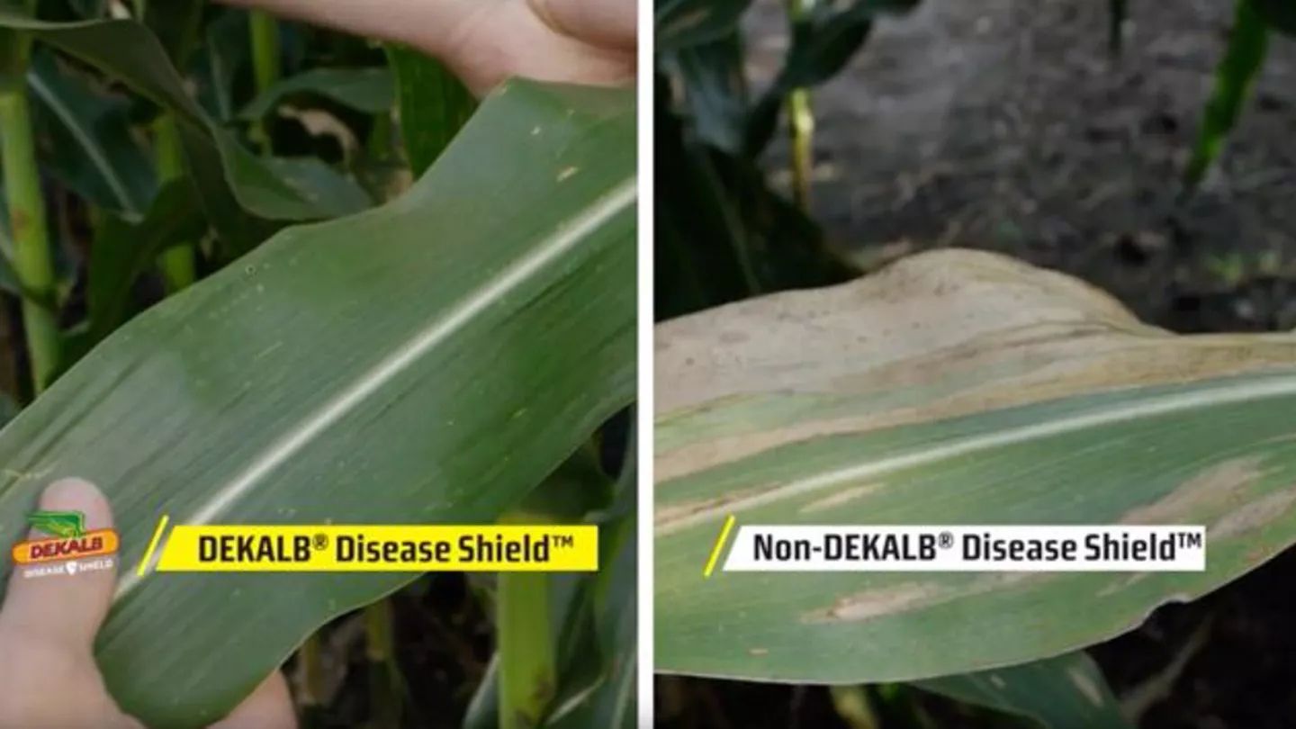 Promo Tools of  Northern Corn Leaf Blight