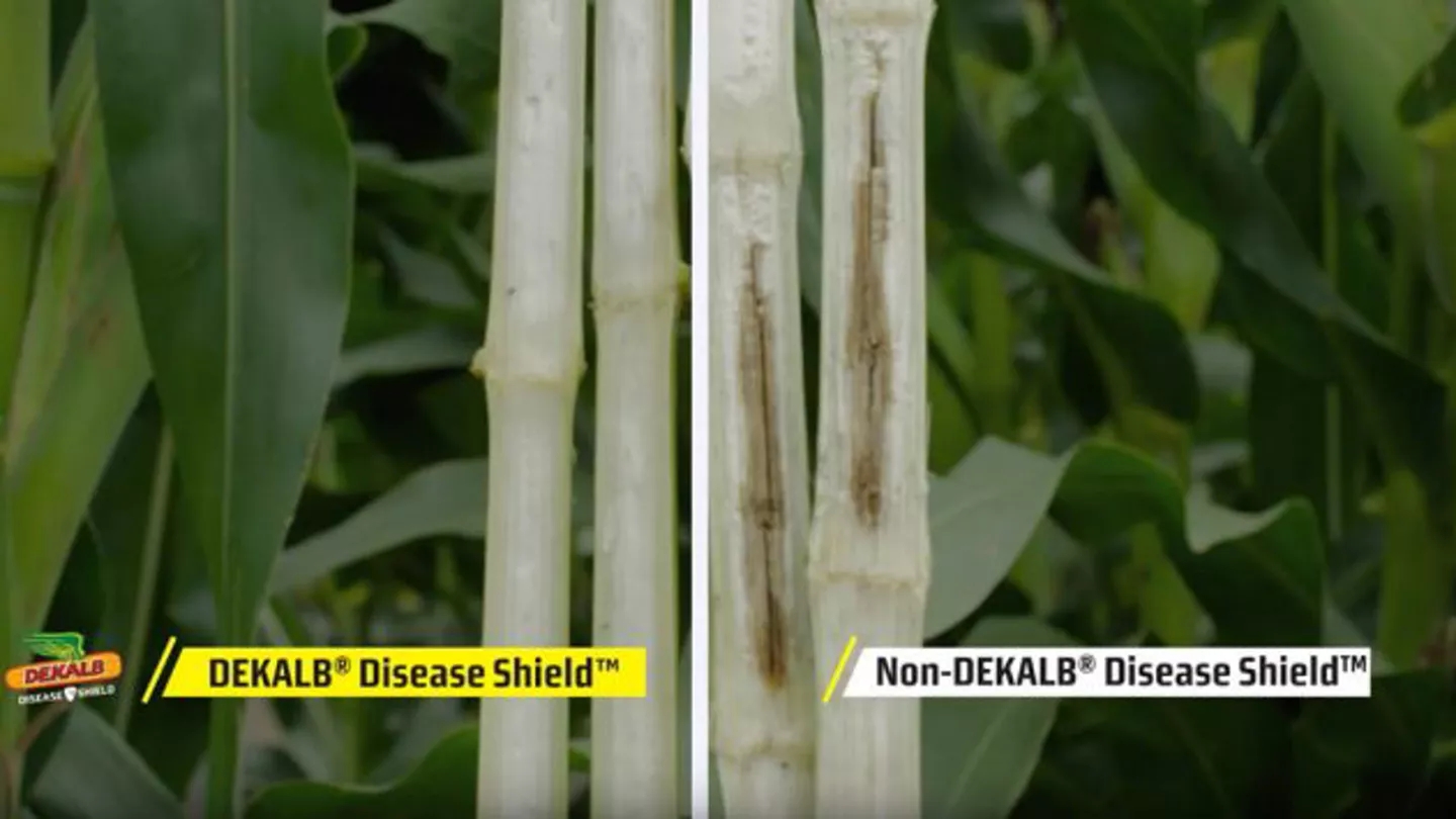 Promo Tools of  Anthracnose Stalk Rot