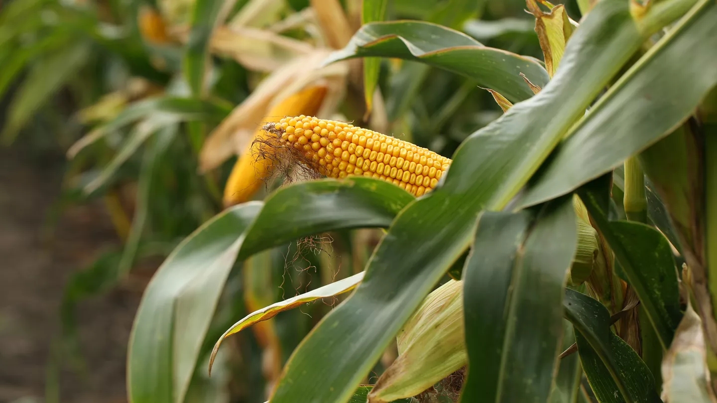 Promo Tools of Maximize Yield Potential in Drought Conditions.