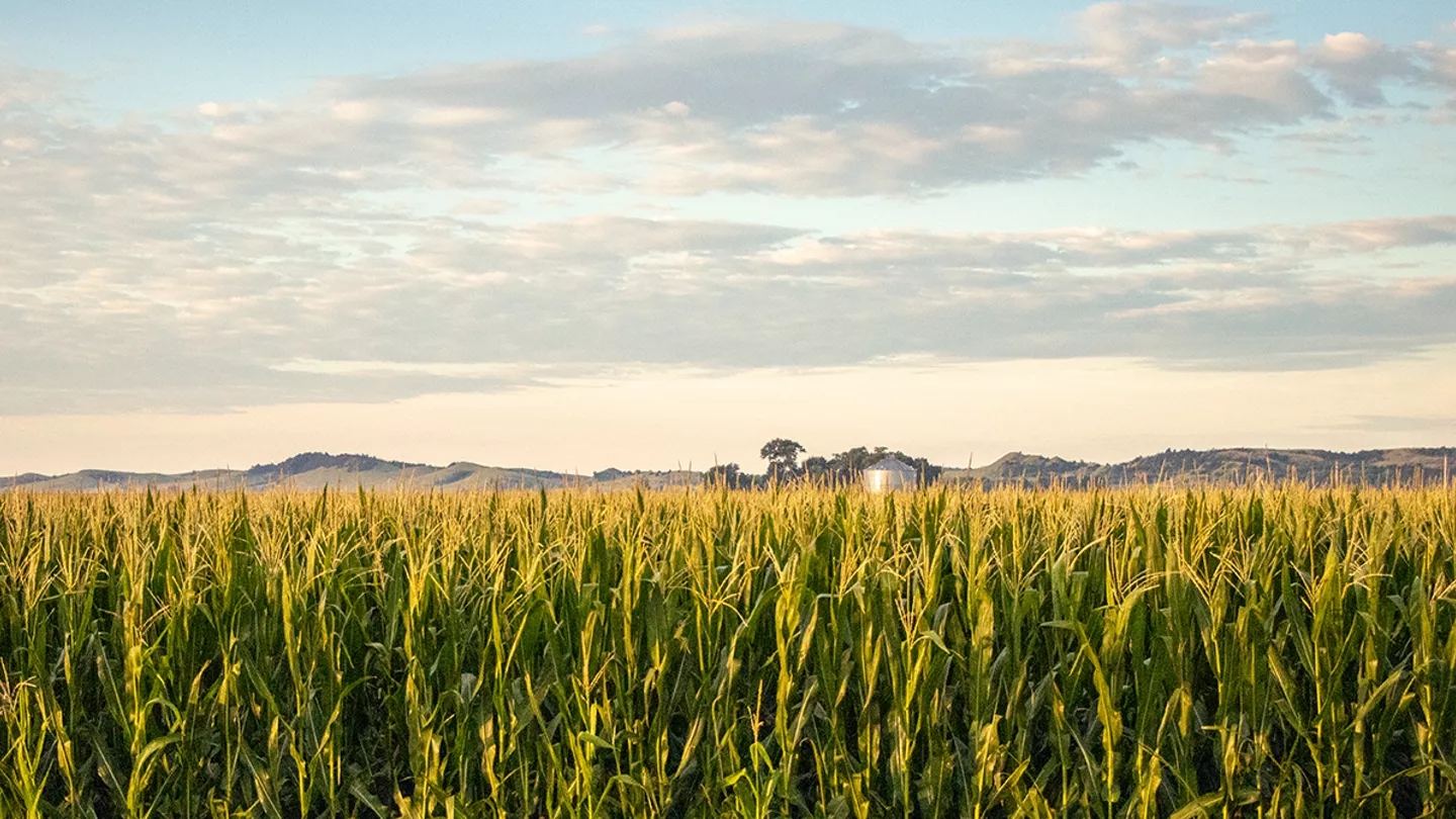 Promo Tools of DroughtGard® Hybrids products can help plants maintain growth when water is scarce, helping to support yield opportunity.