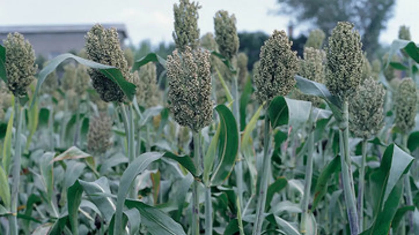 Promo Tools of Top 8 Tips for Grain Sorghum Yields
