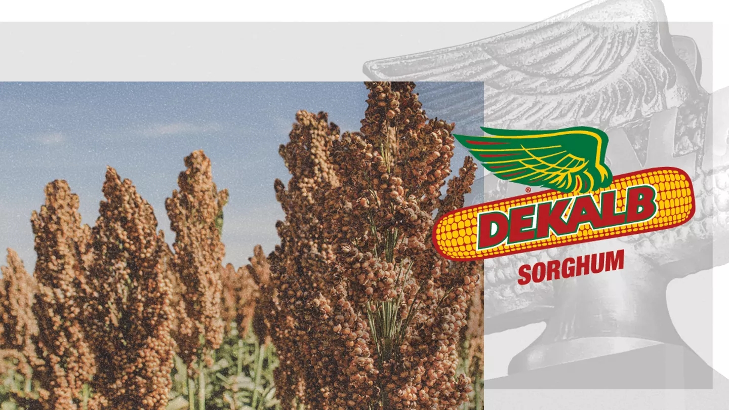 Promo Tools of 2024 National Sorghum Producers Yield Contest