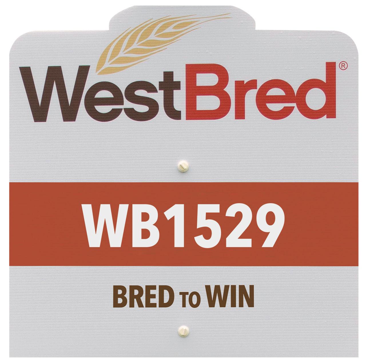 WB1529 westbred