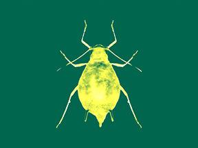 Icon of INSECTICIDES