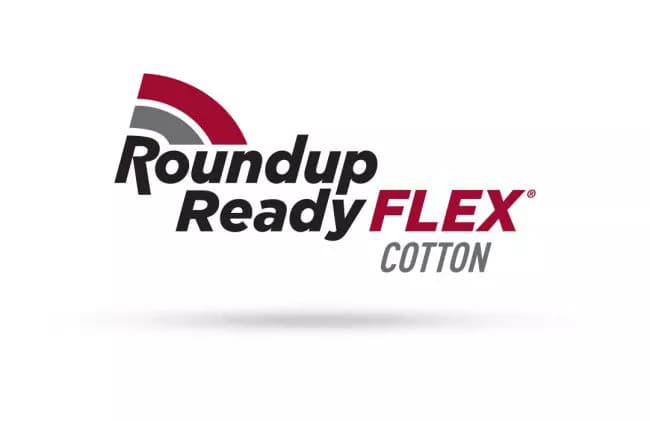 Flex Cotton